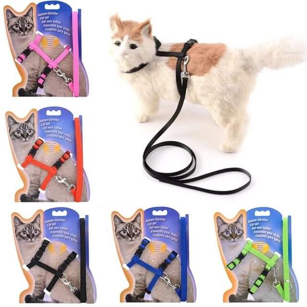 Harness With Belt