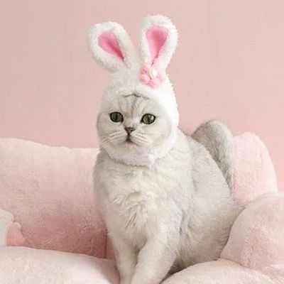 Cat Hat Rabbit Shape