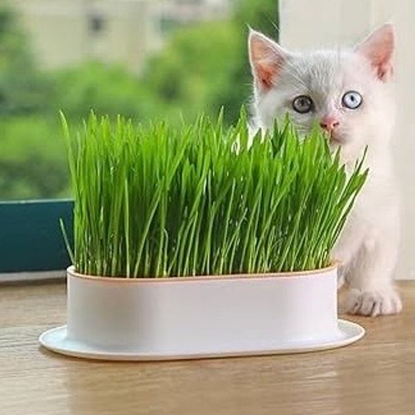 Cat Grass Planter